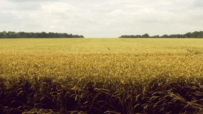 Beagle - professional stock photography