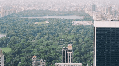 Beagle - professional stock photography