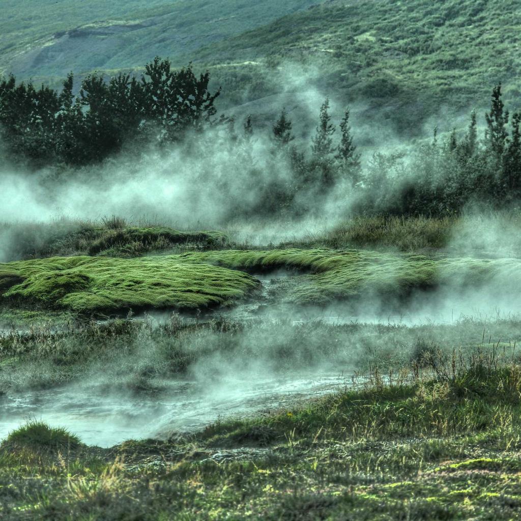 Beagle - professional stock photography