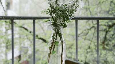 Beagle - professional stock photography