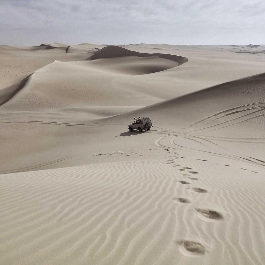 Bird - professional stock photography