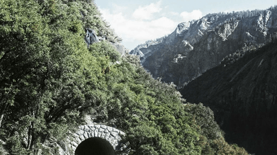 Cat - professional stock photography