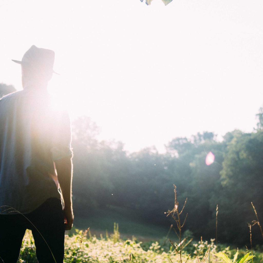Cat - professional stock photography