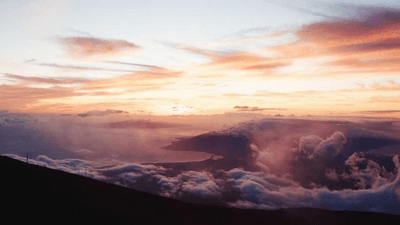 Dog - professional stock photography