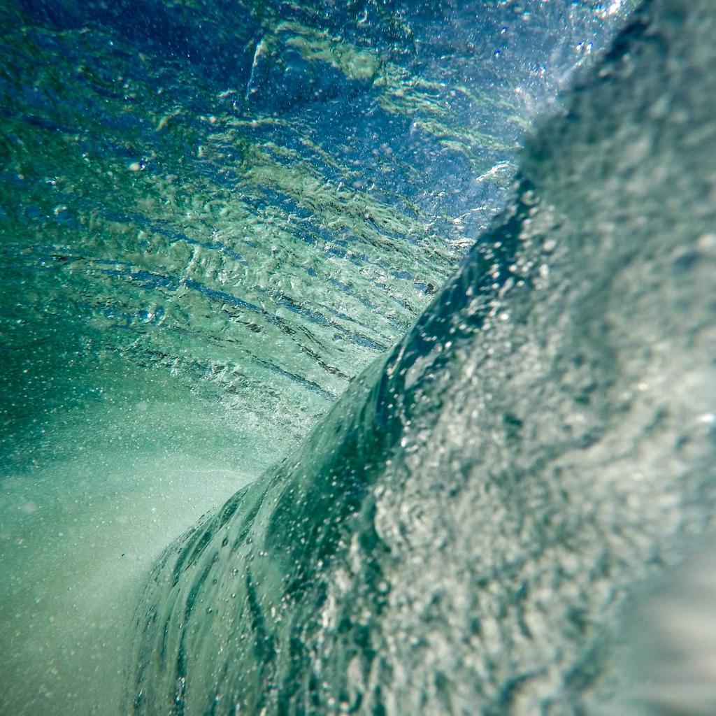 Dog - professional stock photography