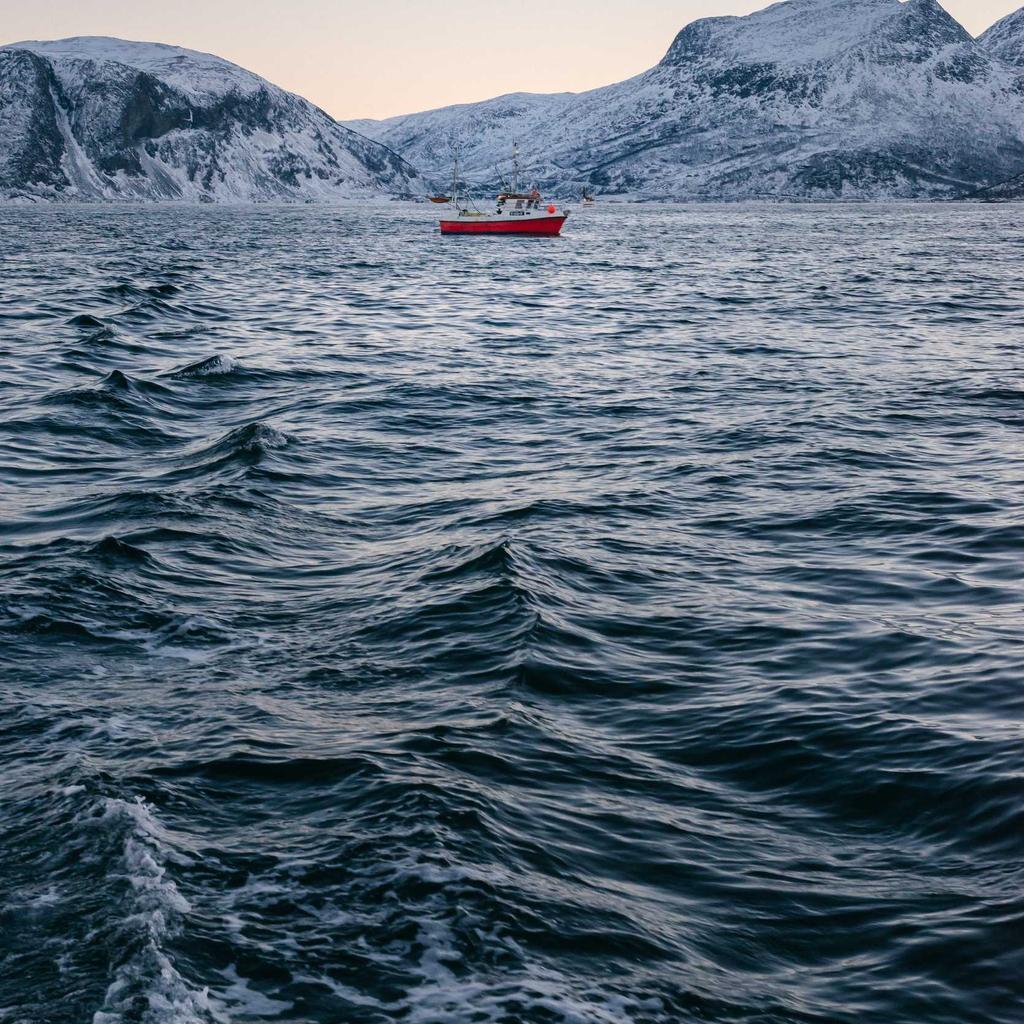 Dog - professional stock photography