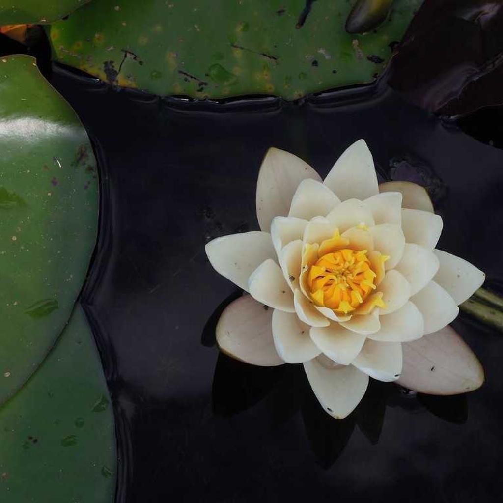 Fish - professional stock photography