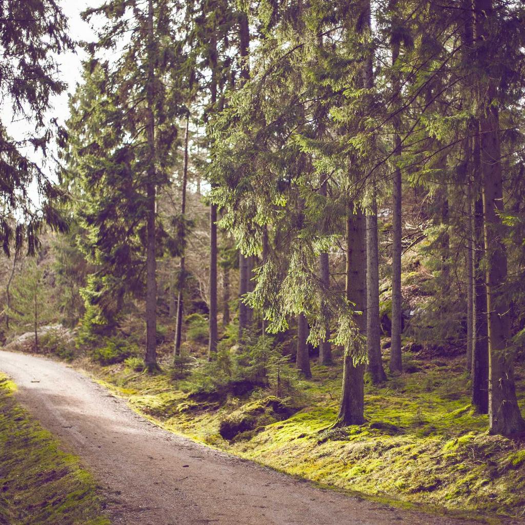 Fish - professional stock photography