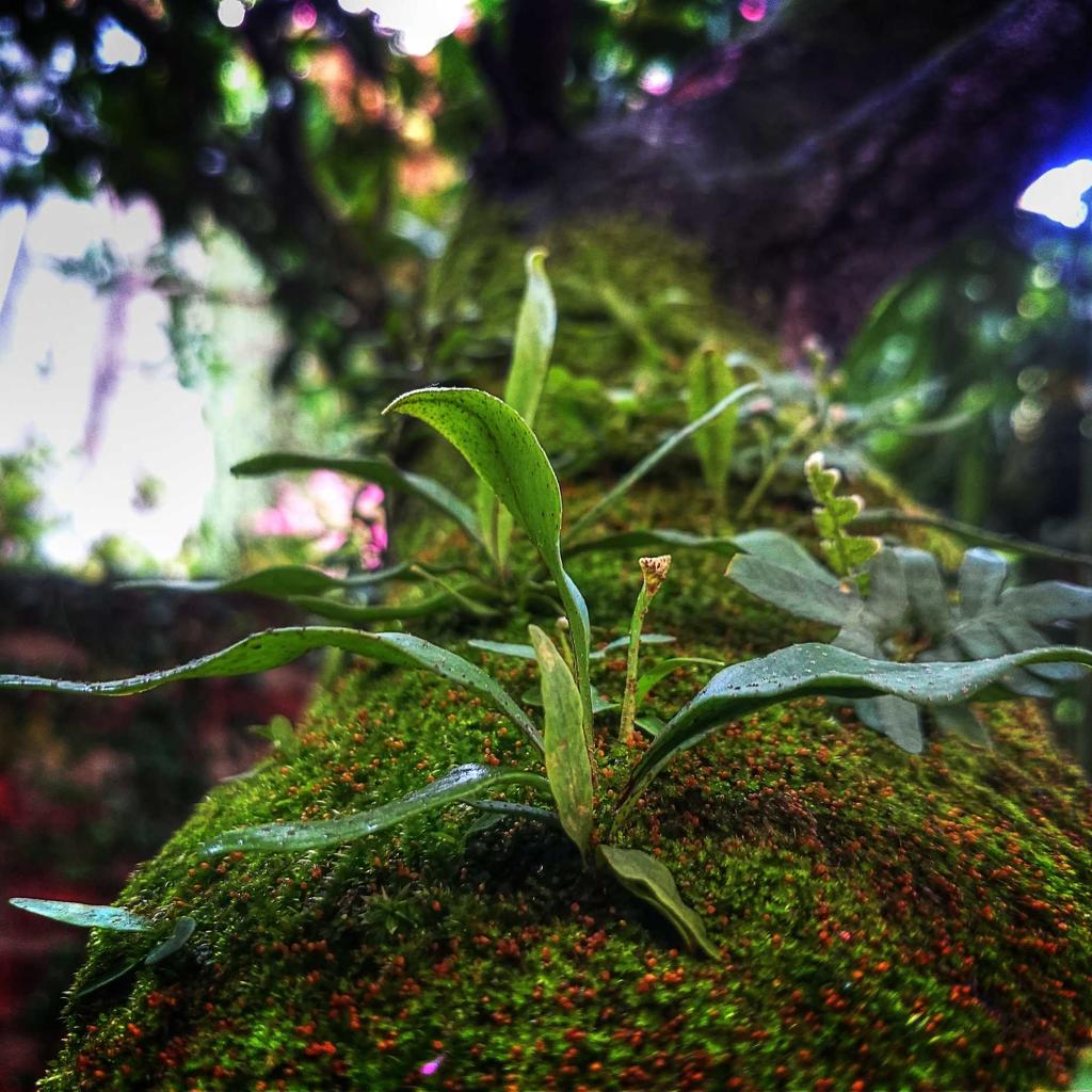 Goldfish - professional stock photography