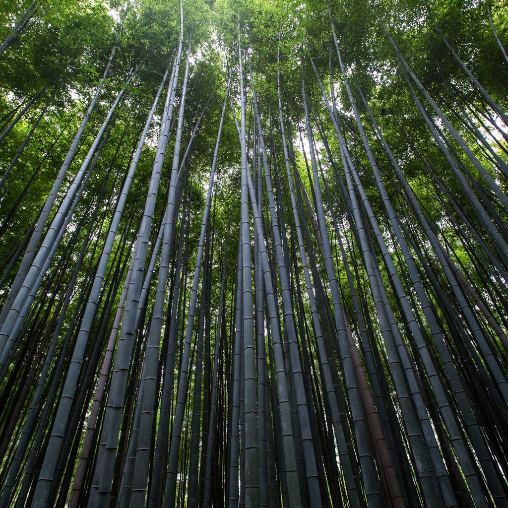 Goldfish - professional stock photography