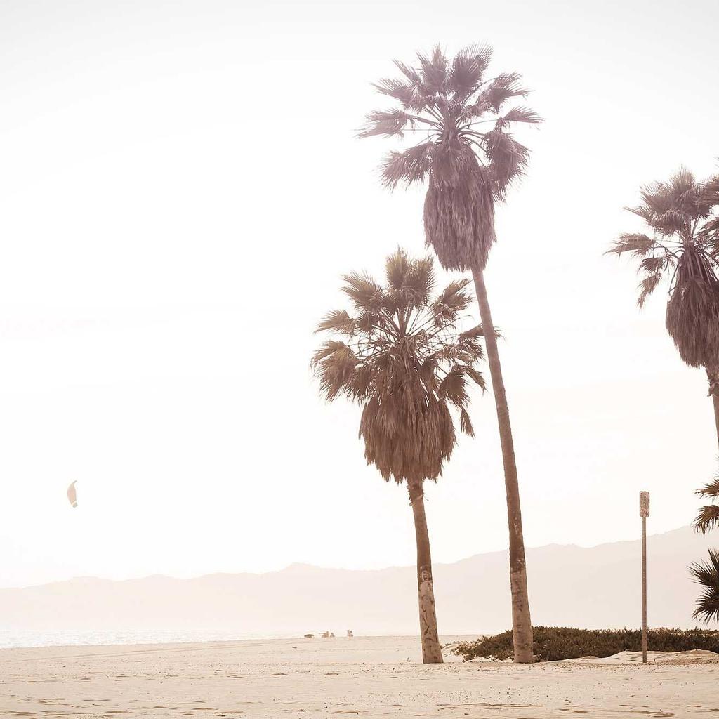 Hamster - professional stock photography