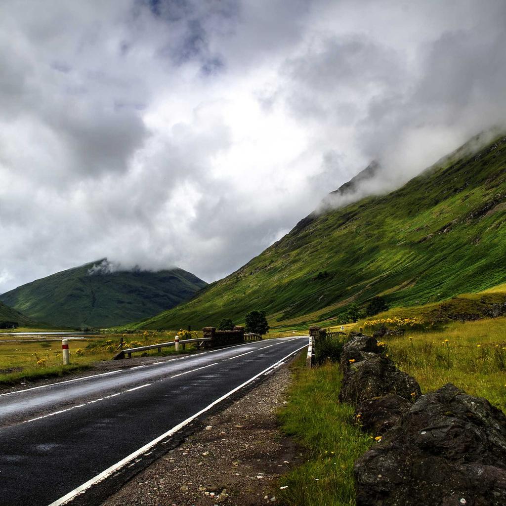 Hamster - professional stock photography