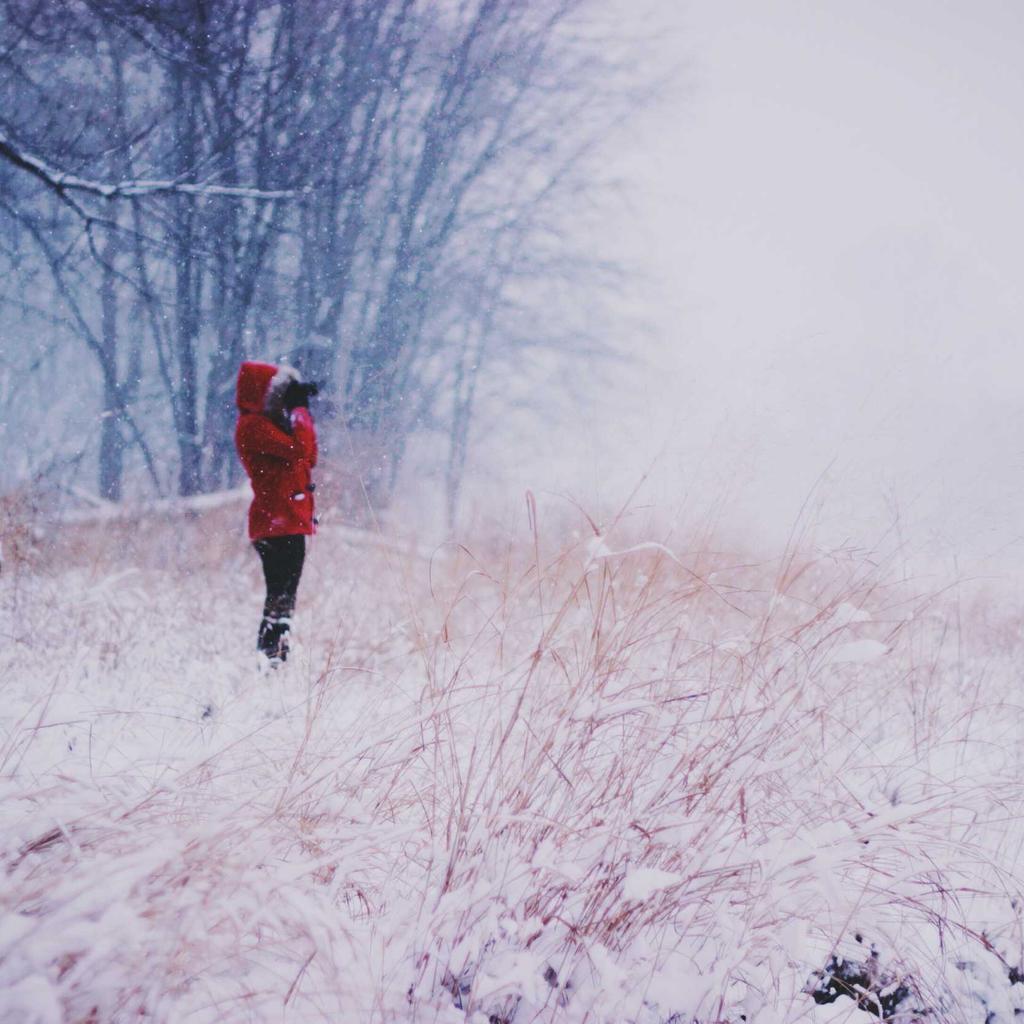 Hamster - professional stock photography