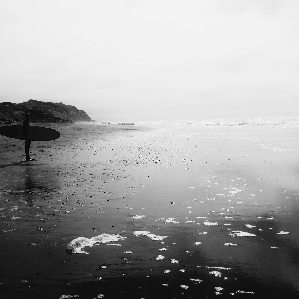 Parrot - professional stock photography