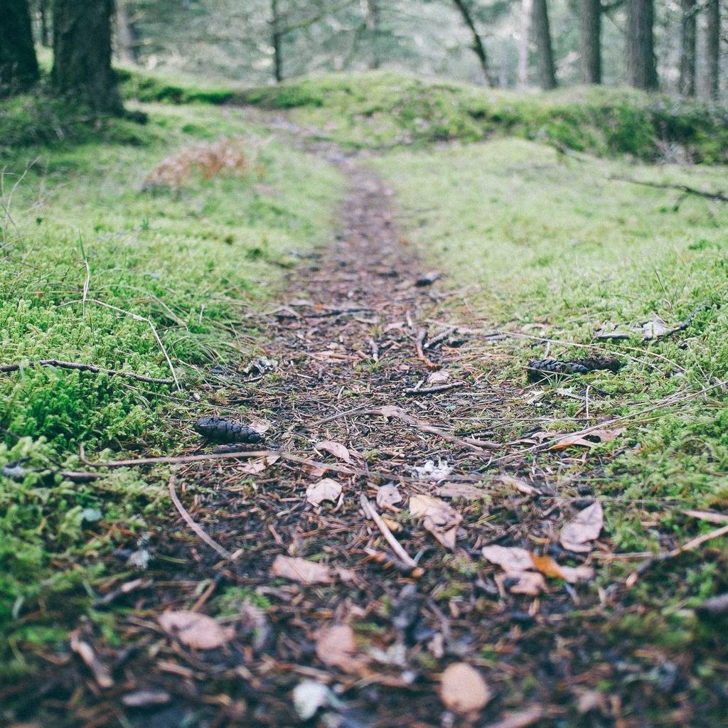 Parrot - professional stock photography