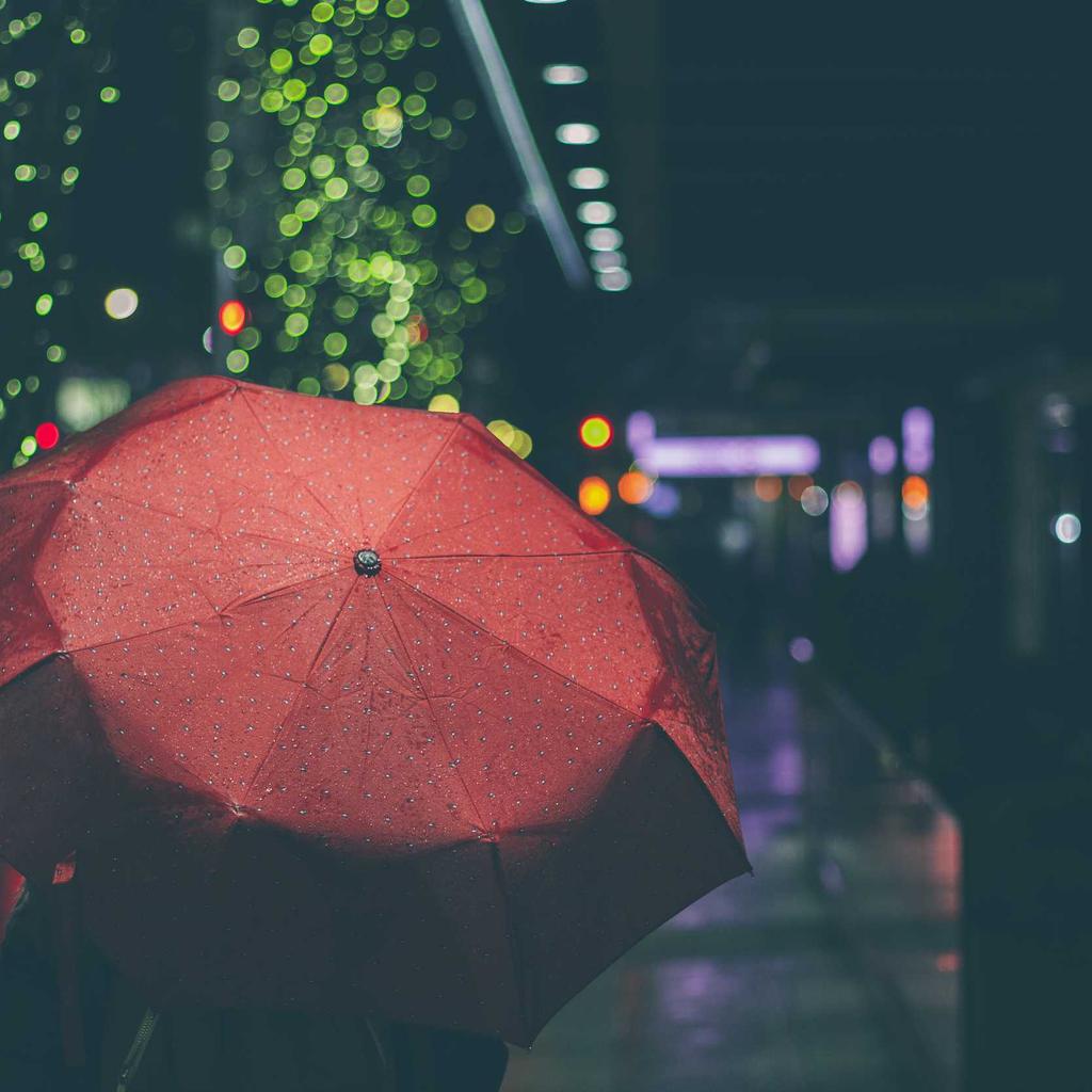 Poodle - professional stock photography