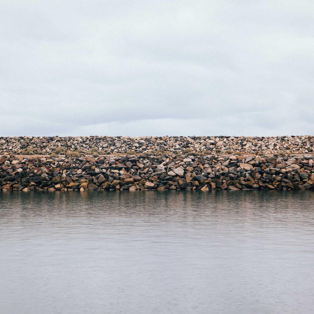 Poodle - professional stock photography