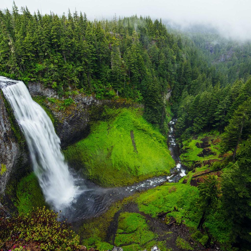 Puppy - professional stock photography
