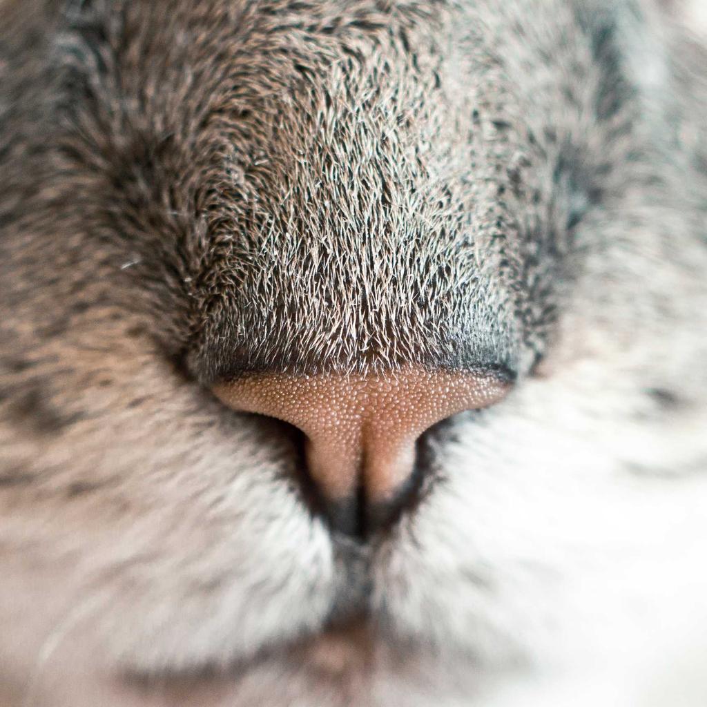 Rabbit - professional stock photography