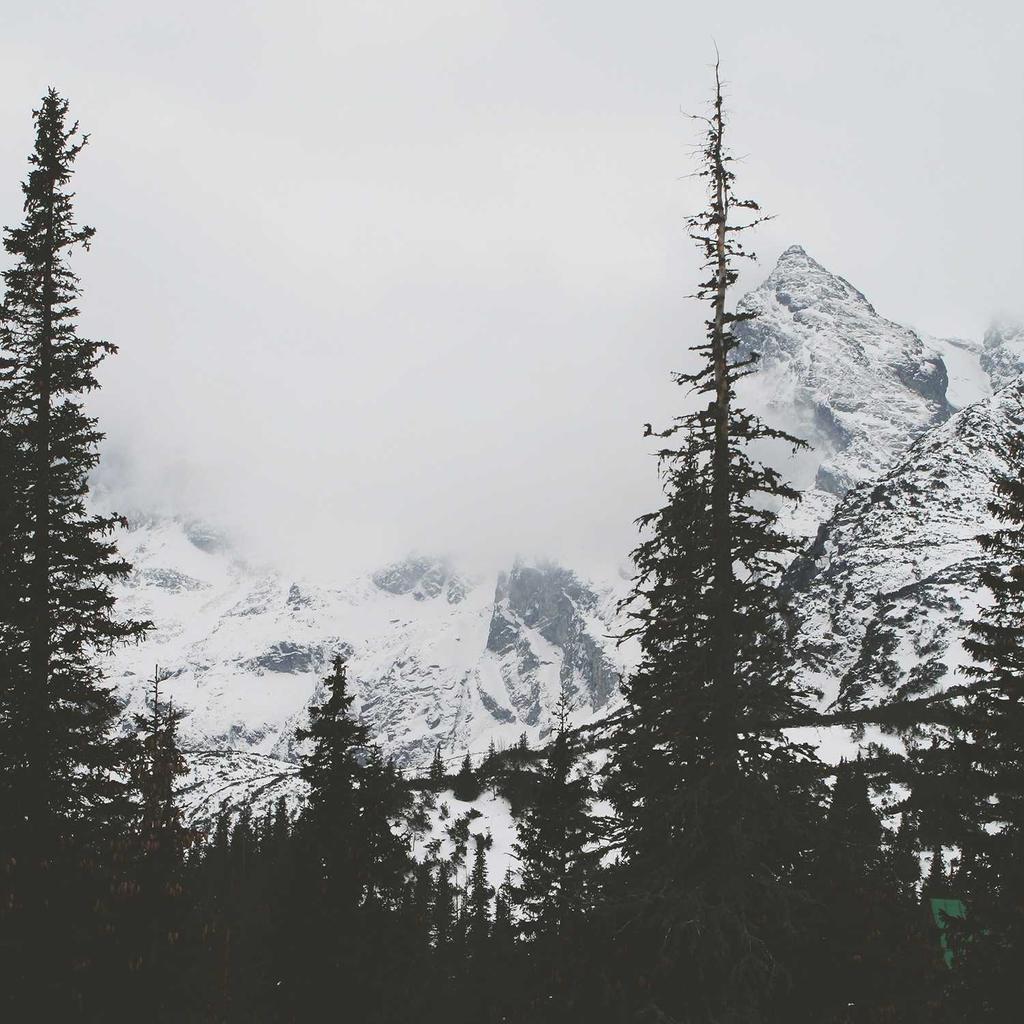 Siamese - professional stock photography