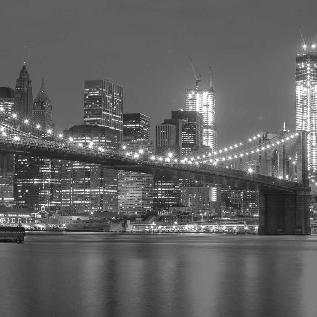 Siamese - professional stock photography