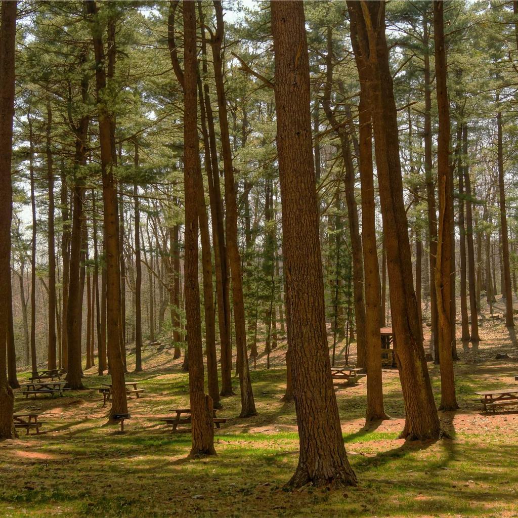 Tabby - professional stock photography