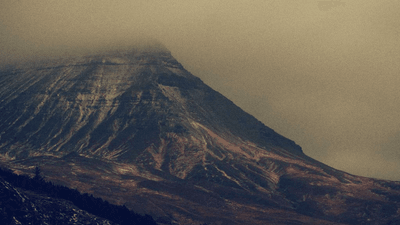 Turtle - professional stock photography