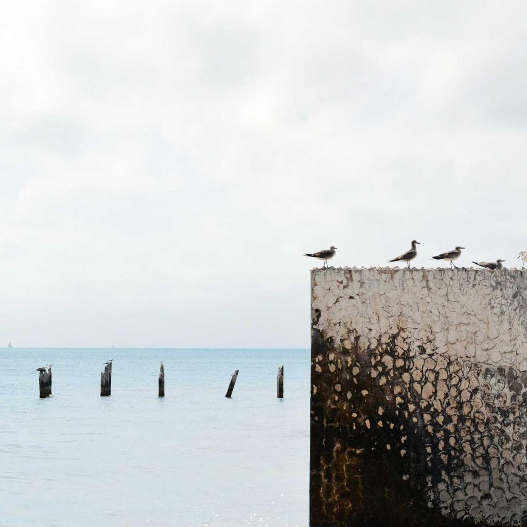 Turtle - professional stock photography